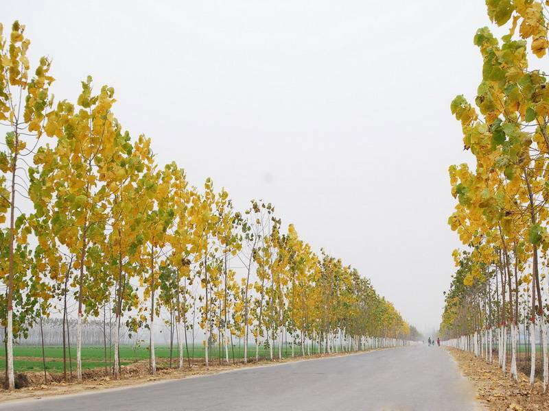 公路建設(shè) 公路建設(shè)